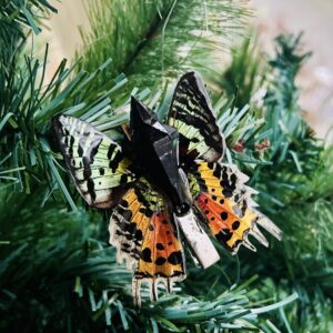 African Sunset moth