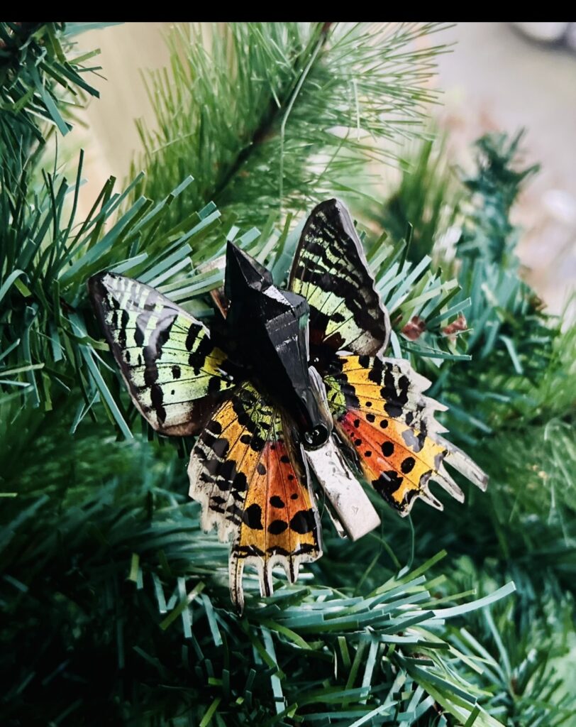 African Sunset moth