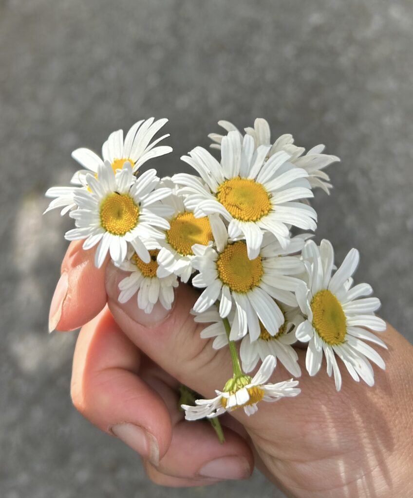 daisies